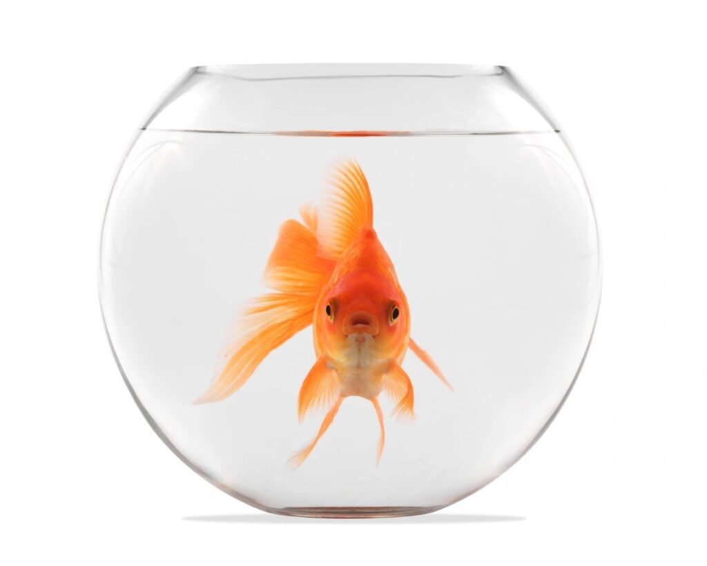 A vibrant goldfish swimming inside a clear round fishbowl.