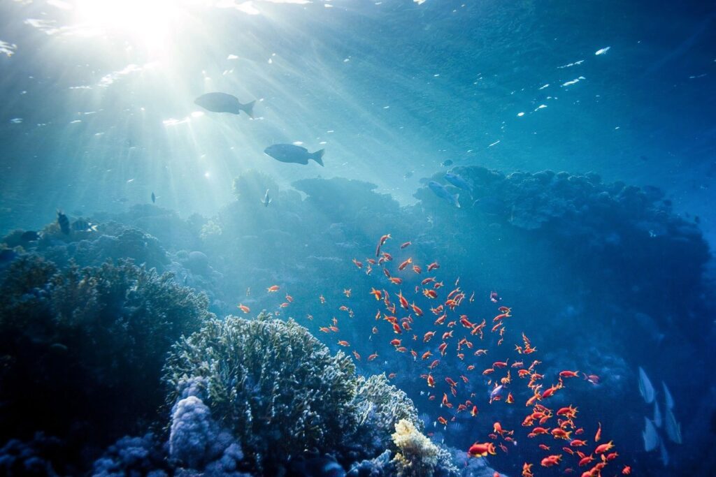 Underwater scene with coral and fish.